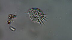 Aspidisca