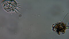 Aspidisca
