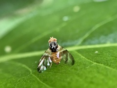 Procecidocharoides penelope