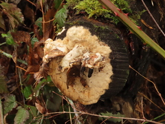 Fungi