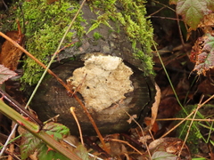 Fungi