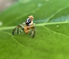 Procecidocharoides penelope