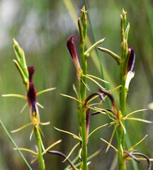Cryptostylis hunteriana