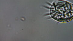 Aspidisca