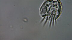Aspidisca