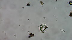 Aspidisca