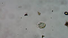 Aspidisca