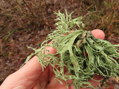 Ramalina subleptocarpha