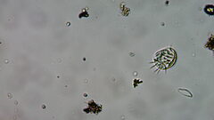 Aspidisca