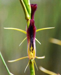 Cryptostylis hunteriana