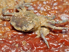 Paragrapsus quadridentatus
