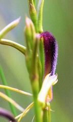 Cryptostylis hunteriana