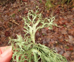 Ramalina subleptocarpha