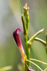 Cryptostylis hunteriana