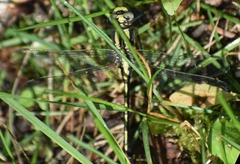 Gomphurus fraternus