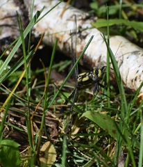 Gomphurus fraternus