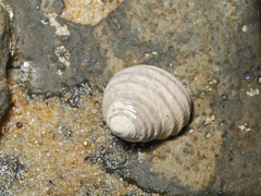 Austrocochlea constricta