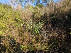 Salix caroliniana