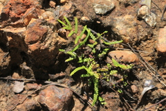Gleichenia