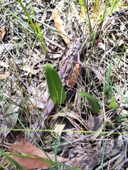 Cryptostylis subulata