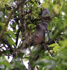 Pteropus tonganus