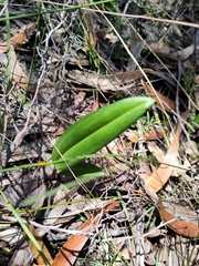 Cryptostylis subulata