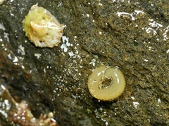 Siphonaria zelandica