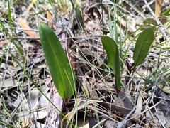 Cryptostylis subulata