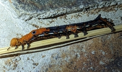 Erebus walkeri