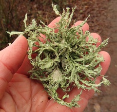 Ramalina subleptocarpha