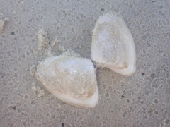Latona deltoides