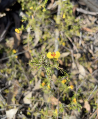 Dillwynia tenuifolia
