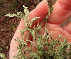 Ramalina subleptocarpha