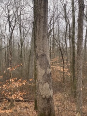 Aleurodiscus oakesii