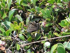 Erynnis persius