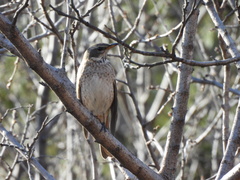 Turdus naumanni