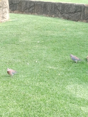 Streptopelia senegalensis