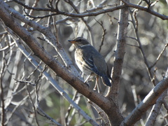 Turdus naumanni
