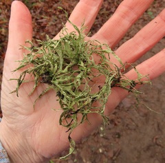 Ramalina farinacea
