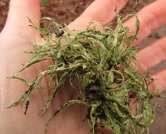 Ramalina farinacea