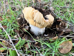 Russula cerolens