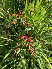 Crocosmia paniculata