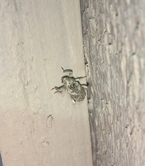 Mitrastethus baridioides