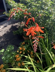 Crocosmia paniculata