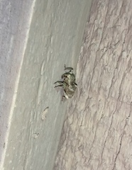 Mitrastethus baridioides