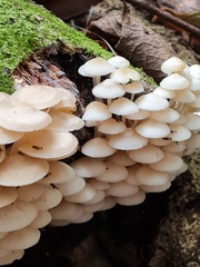 Favolaschia manipularis