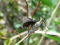 Erynnis persius