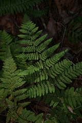 Hypolepis barringtonii