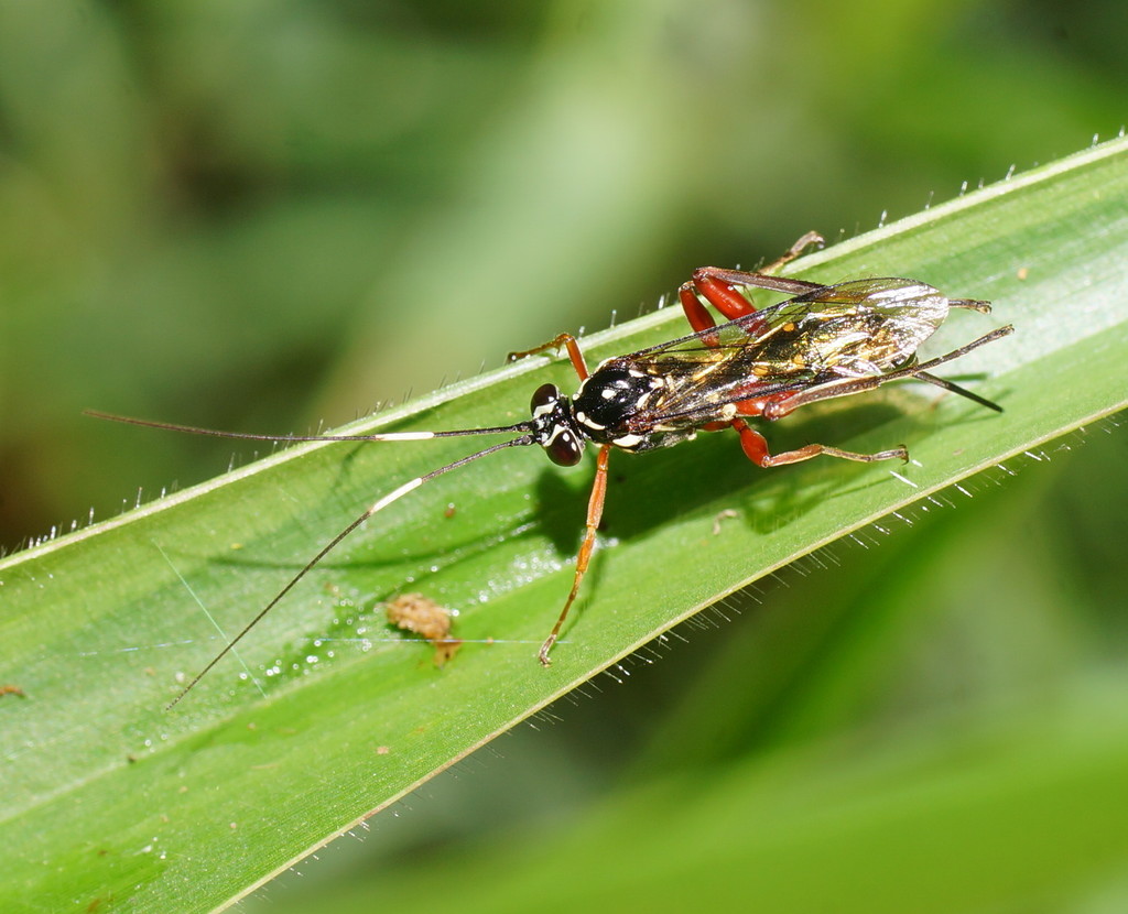 Lissopimpla scutata