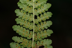 Hypolepis barringtonii